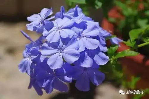 魅力能保持到中年,50岁依然有人追,越活越出彩的四大生肖女