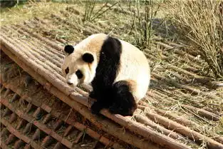 海量图片火锅熊猫美景一个都不能少