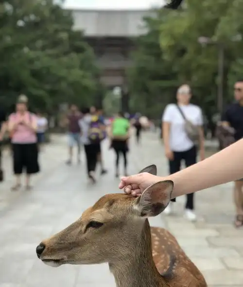 奈良之温柔小鹿,也没你想象中那么温柔