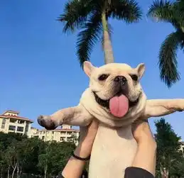 这个是什么品种的狗狗啊