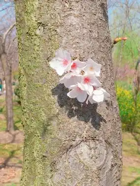 小姐姐都来拍照打卡的魔都樱花圣地你要的春天浪漫都在这里