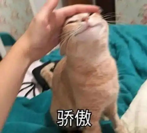 今天也有一只可爱的七夕蛤蟆在你耳边呱呱叫吗