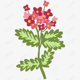 彩色花朵新鲜鲜丽免抠图素材图片免费下载高清psd千库网图片编号11760990