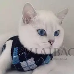 生不如喵这只猫有什么魔力在ins上竟有30万个脑残粉