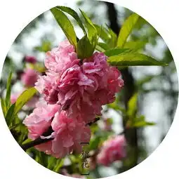 美丽的花儿看的我心花怒放