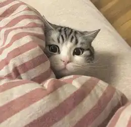 女孩收养了一只小猫,每次吃饭时,大猫们就围在旁边监督,笑喷了