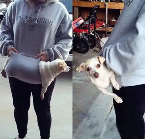 铲屎官出门遛狗被拽到了河里,旁边的人都笑抽了