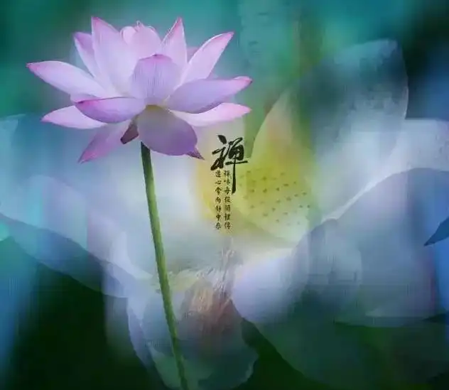 一曲菩萨泪,美到心醉