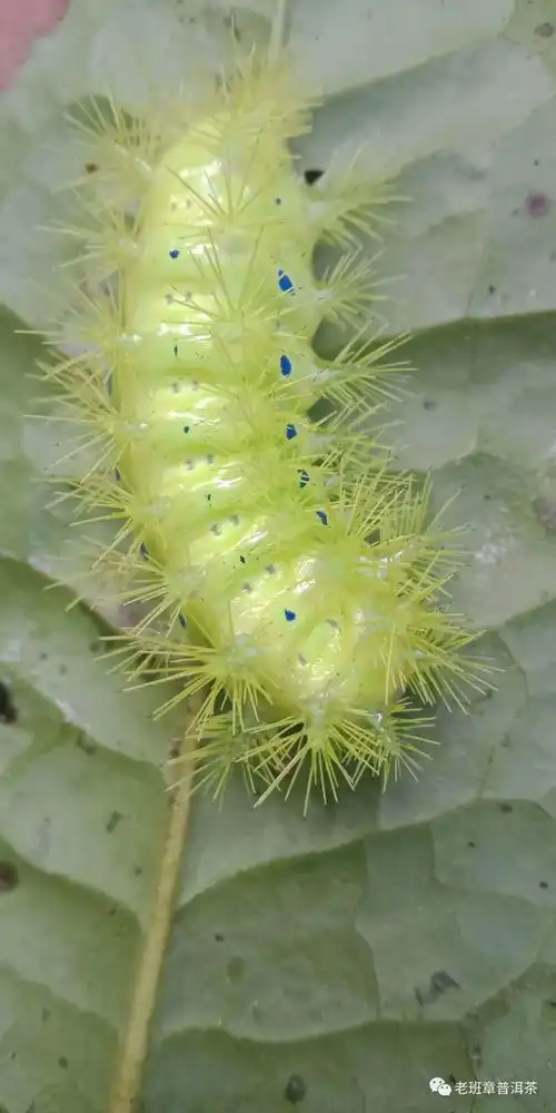 西双版纳普洱茶树原始森林糖宝,会幻化成美女吗
