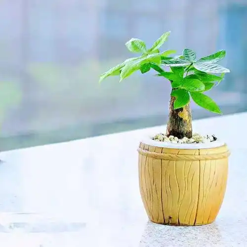 植物我和植物有个约