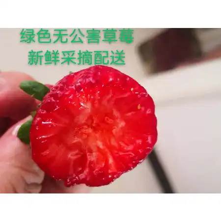 绿色无公害草莓图片大全邮乐官方网站