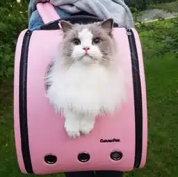 每日吸猫净化灵魂