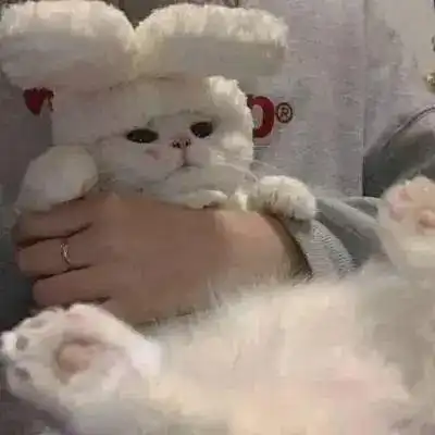 你家的猫有小肚腩吗,这可不是胖哦