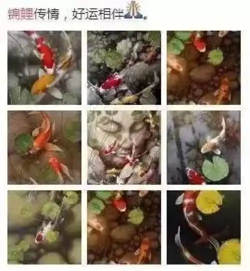 这篇文章能毒死朋友圈所有的锦鲤