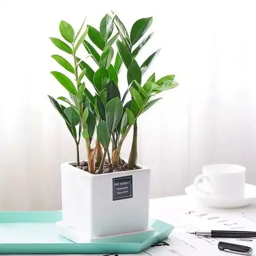 推荐10种耐阴花卉植物,家里光照不好也能养的很好