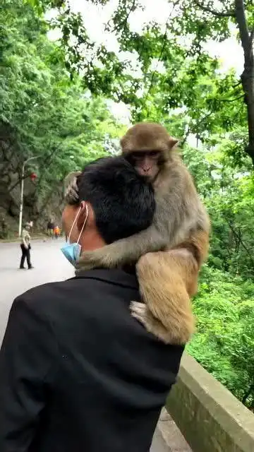 动物园猴子相中小伙,抱着小伙脑袋,就是不松手
