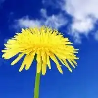 找些好看的花朵做微信头像微信头像图片大全