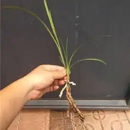 卢氏蕊蝶引种草根不好不推荐新手