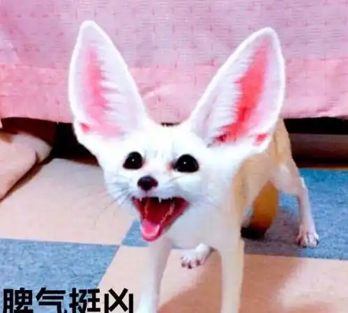 网购了一只猫,越养越觉得不对劲,仔细一查赶紧送走