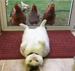 如果你想要养猫,先看看这个