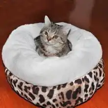 小猫刚到新家不吃东西怎么办小猫刚到家不吃饭