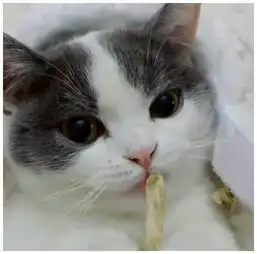 女子下班回家撸猫,发现猫咪在吃东西,觉得奇怪,走进一看傻眼了