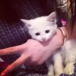 qq情侣头像一个女的搂着猫的跟这个是情侣的