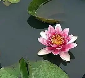 玛珊姑娘