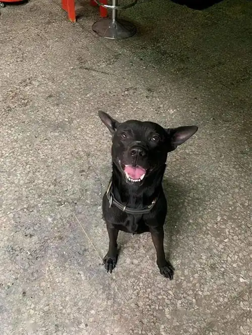 男子表演顺手牵狗,看门犬被陌生人牵走,随后丢弃街头流浪