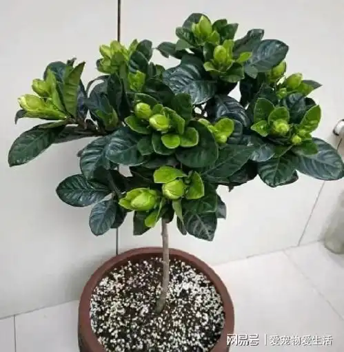 为什么花市卖的花盆土已经干得不行了,但叶子却还是绿油油的呢