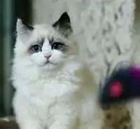 五种很贵的猫,一般人买不起