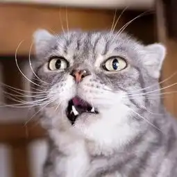 从来没见过这样的猫,万年凶啊