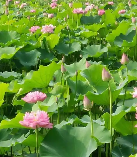 4月份一到,迎来开门红,4属相招财聚财,日子红红火火