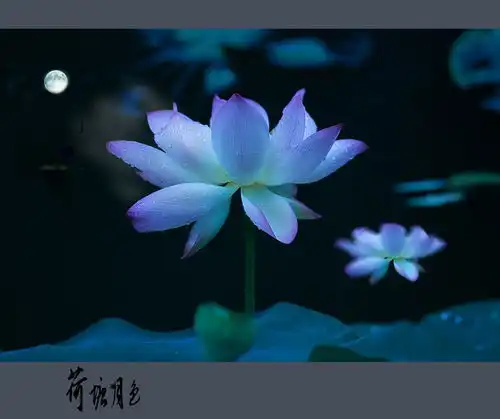 荷塘月色满池清韵映无尘