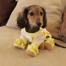德国达克斯猎犬,小短腿萌化了萌犬狗狗堆糖,美好生活研究所