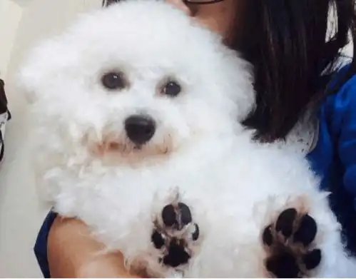 养狗知识狗狗为什么更喜欢女主人一文告诉你真正原因,从此拥有吸狗体质