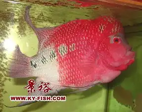 买了红运当头的鱼,怎么养该注意些什么