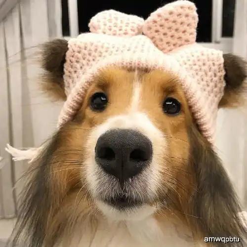 养好喜乐蒂牧羊犬,你不可不知道的小秘密