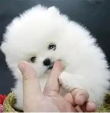 标题杭州家养出售的mm博美杭州的价格杭州宠物网站
