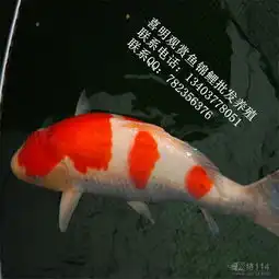 网络114