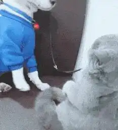 搞笑gif和媳妇吵架的时候,只需一个吻就能