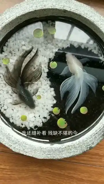 太极八卦,八卦锦鲤双鱼
