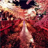 那年樱花树下唯美意境梦幻樱花头像