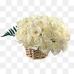 白色玫瑰花素材图片免费下载高清png千库网图片编号7707259