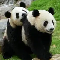 熊猫头像真实可爱图片贱萌熊猫qq头像大全