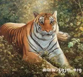 o血型的属虎人