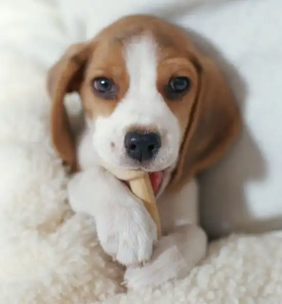如果可以,请停止购买茶杯犬,还它们的健康
