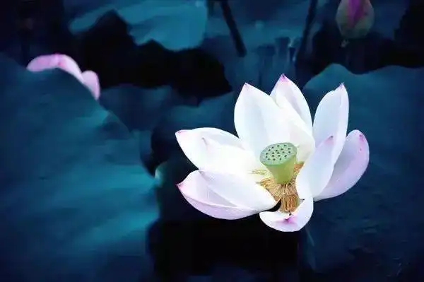 佛造像中最美的元素莲花