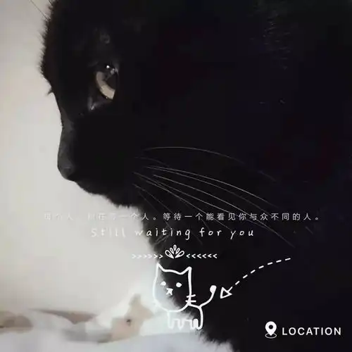 给它们一个家线上宠物领养日20181202