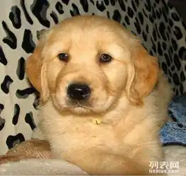 纯种金毛幼犬黄金血统导盲犬搜救犬性格坚毅果敢